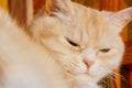 Close-up portrait of a cute serious cream tabby cat with green eyes Royalty Free Stock Photo