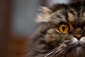 Close up portrait of cute serious gray cat with big orange eyes looking at camera, half of cat face Royalty Free Stock Photo