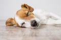 Close up portrait of a cute small dog lying on the floor and sleeping. Feeling tired or bored. Pets indoors, home, lifestyle