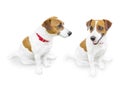 Close-up portrait of cute small pet jack russel terrier.. Two dogs isolated on white background Royalty Free Stock Photo