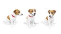 Close-up portrait of cute small pet jack russell terrier.. Three sitting looking different sides dogs on white background