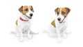 Close-up portrait of cute small pet jack russell terrier.. Two sitting smiling dogs isolated on white background Royalty Free Stock Photo