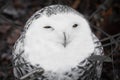 Close up portrait of cute snowy owl Royalty Free Stock Photo