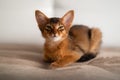 Close-up portrait of a cute somali breed kitten little cat with green eyes is sitting on a sofa. Royalty Free Stock Photo