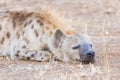 Close up and portrait of a cute Spotted Hyena lying down in the bush. Wildlife Safari in Kruger National Park, the main travel des