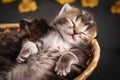 Close up portrait of a cute tabby kitten sleeping in a basket Royalty Free Stock Photo