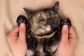 Close up portrait of a cute tortie multicolored cat Royalty Free Stock Photo