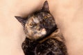 Close up portrait of cute tortie multicolored cat Royalty Free Stock Photo