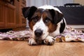 Adorable tricolor dog lying on a wood floor Royalty Free Stock Photo