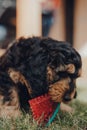 Close up of a cute Cockapoo puppy playing with a chewy toy in a garden, selective focus Royalty Free Stock Photo