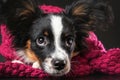 Close up portrait of cute upset puppy of papillon dog wrapped in scarf lying down