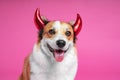 Close up portrait of cute welch corgi dog wearing funny evil inflatable horns. Smiling animal face expression. Studio, bright pink Royalty Free Stock Photo