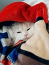 Close up portrait of a cute white kitten lying comfortably in a red plaid, falling asleep and looking at the camera. Royalty Free Stock Photo