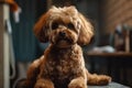 Close-up portrait of a cute yorkshire terrier during grooming, AI Generated Royalty Free Stock Photo