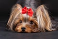 Close up portrait of cute young dog of yorkshire terrier breed lying down with cute face expression. Royalty Free Stock Photo