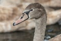 Close up portrait of a cute young mute swan Royalty Free Stock Photo