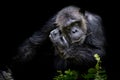 Close up portrait Cutie Gorilla bite branch in his mouth on blac