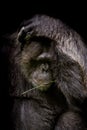 Close up portrait Cutie Gorilla isolated on black monochrome portrait