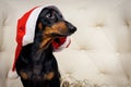 Close-up portrait dachshund dog, black and tan, in a Christmas red hat sits in a white armchair. New Year and Christmas concept