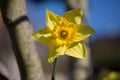 Close up portrait of a daffodil