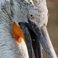 Close up portrait of a Dalmatian Pelican Royalty Free Stock Photo