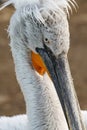 Close up portrait of a Dalmatian Pelican Royalty Free Stock Photo