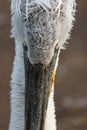 Close up portrait of a Dalmatian Pelican