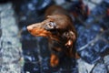 Close-up portrait of dark brown dachshund looking away in rainy day. Long red dog best friend of human. Hunting dog on city street Royalty Free Stock Photo