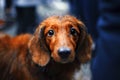 Close-up portrait of dark brown dachshund looking in camera in rainy day. Long red dog best friend of human. Hunting dog on city Royalty Free Stock Photo