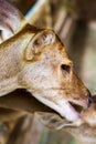 Close up portrait of a deer in the cage in a mini zoo Royalty Free Stock Photo