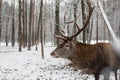 close-up portrait of a deer in winter forest Royalty Free Stock Photo