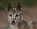 Close up Portrait of a Dingo, Australia's native dog Royalty Free Stock Photo