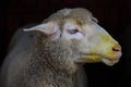 Close-up and portrait of a dirty white domestic sheep with a dirty mouth, looking bored out of the dark background