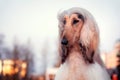 Afghan Hound breed dog looking to the side Royalty Free Stock Photo