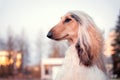 Afghan Hound breed dog looking to the side Royalty Free Stock Photo