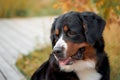 Close-up portrait of dog breed, bernese mountain dog Royalty Free Stock Photo