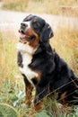 Close-up portrait of dog breed, bernese mountain dog Royalty Free Stock Photo