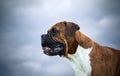 Close-up portrait of a dog breed of a German boxer against a gray-blue sky background Royalty Free Stock Photo