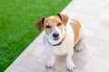 Sad dog sitting at floor outdoor. Royalty Free Stock Photo