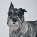 Young standard schnauzer