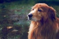 Close up portrait of dog hovawart fawn breed in nature.