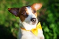 Close-up portrait of a dog Jack Russell Terrier with a yellow butterfly on his neck against a background of green grass Royalty Free Stock Photo