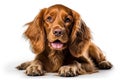 Close up portrait of a dog. Pure youth crazy look.