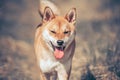 Close-up portrait of a dog.Shiba inu Royalty Free Stock Photo