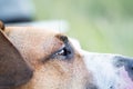 Close-up portrait of a dog, side-view shot. Royalty Free Stock Photo