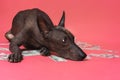 Close up portrait of a dog xoloitzcuintle breed lies on a pile of American dollars money on a pink background. Wealth