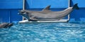 Close-up portrait of dolphin in a pool Royalty Free Stock Photo