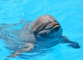 Close-up portrait of dolphin in a pool Royalty Free Stock Photo