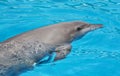 Close-up portrait of dolphin in a pool Royalty Free Stock Photo