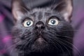 Close up portrait of a domestic black cat. Kitten with yellow eyes looking up Royalty Free Stock Photo